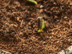 How Small Investments Generate Long-Term Returns small seedling growing out of a pile of coins micro-investing wealth building