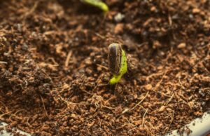 How Small Investments Generate Long-Term Returns small seedling growing out of a pile of coins micro-investing wealth building