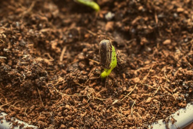 small seedling growing out of a pile of coins micro-investing wealth building